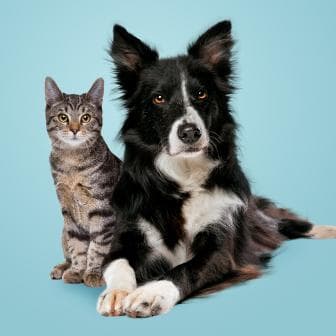 Dog next to a cat