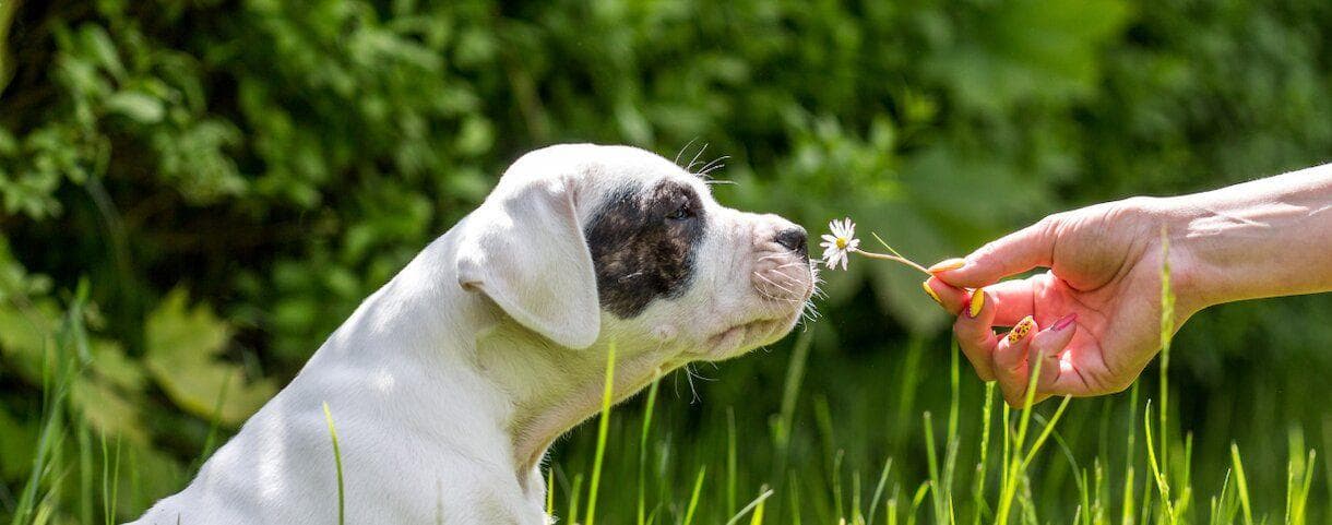 A dog smelling a flow sitting in a field