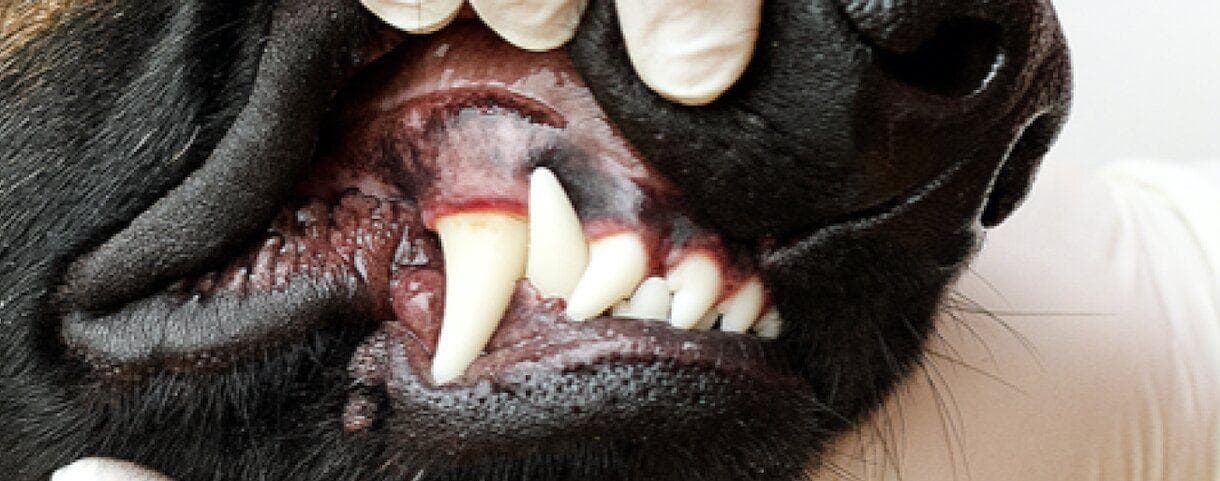 A veterinarian showing a dog teeth close up