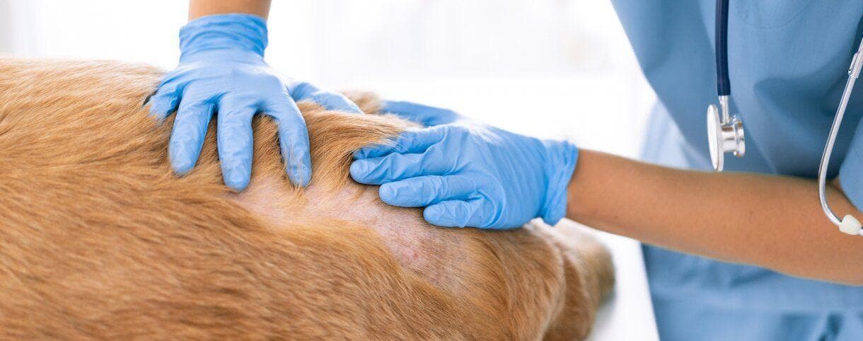 A veterinarian checking a dogs skin