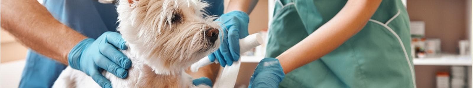 A dog having their arm wrapped by a Veterinarian