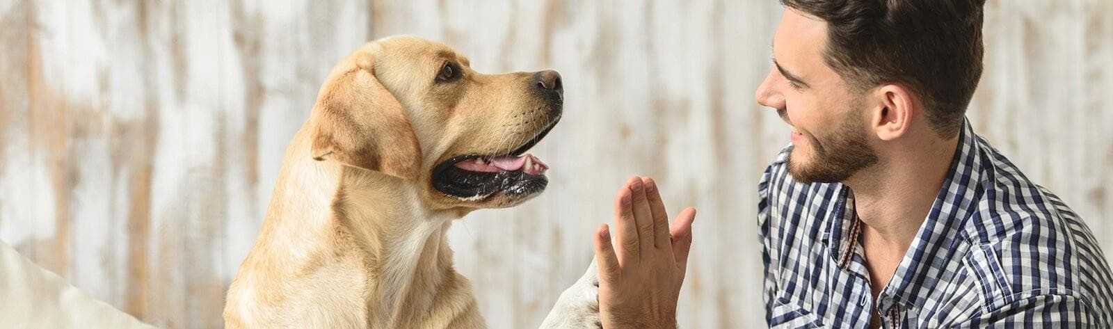 A dog giving a man a high five.