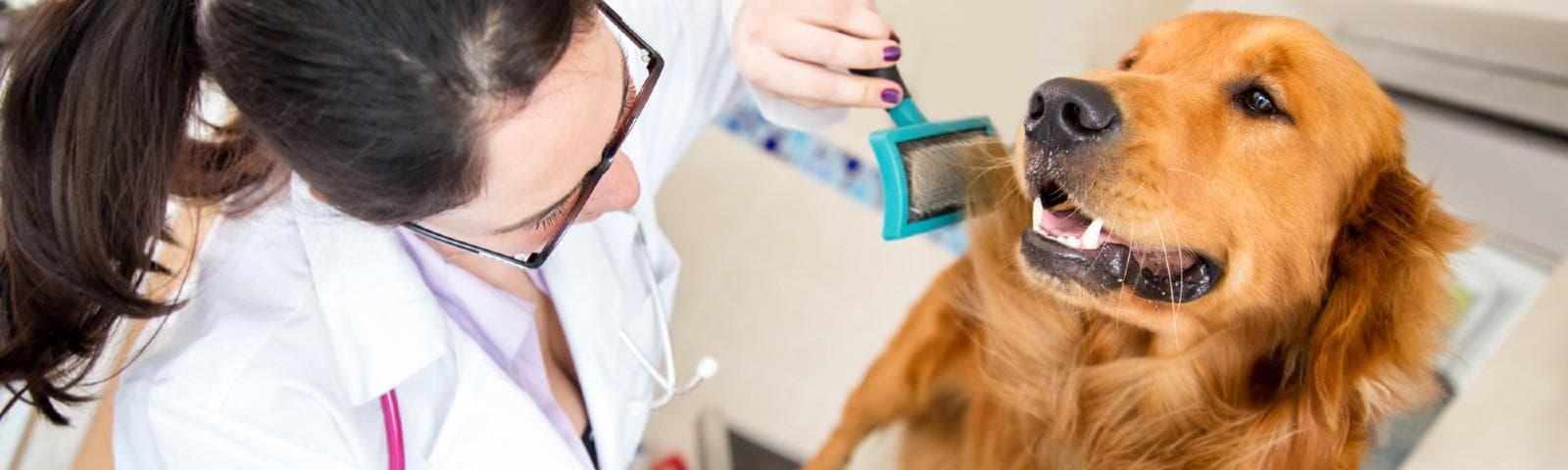 A Veterinarian brushing the hair of a brown dog