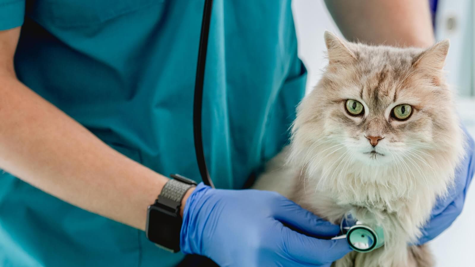 A veterinarian checking a cat's heart with stethoscope