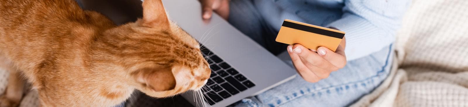 A person paying an online bill on a laptop with a cat next to them