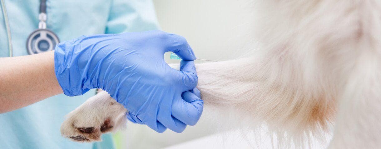 A veterinarian conducting test on a dogs leg