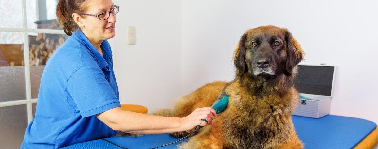 A veterinarian conducting laser therapy on a dog