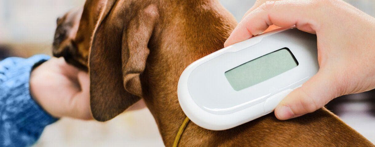 A person using a microchip reader on a dog
