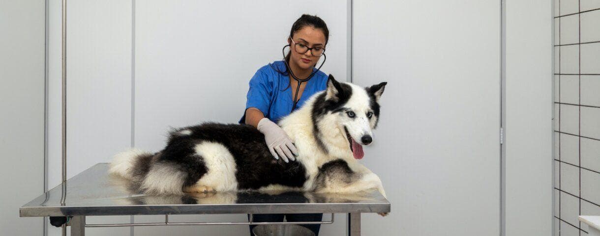 A Veterinarian examining a dog on an examination table.