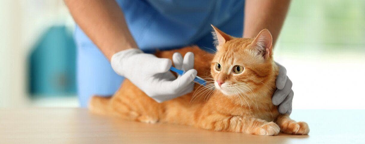 A Veterinarian giving a vaccine shot to a cat.