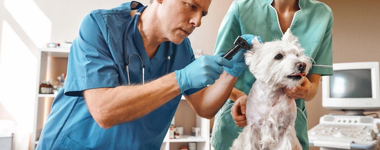 A veterinarian checking a dogs ears during an examination